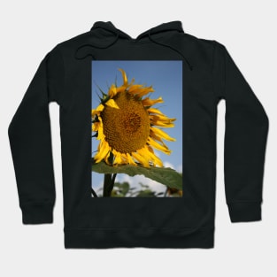 Bright and Colorful Kansas Sunflower Hoodie